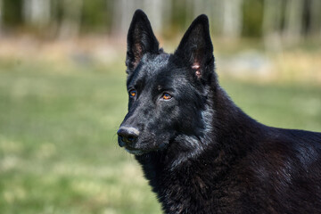Portrait of a beautiful German Shepherd dog taken in a meadow on a sunny spring day in Skaraborg...