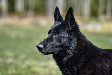 Portrait of a beautiful German Shepherd dog taken in a meadow on a sunny spring day in Skaraborg...