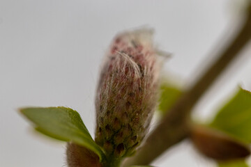 Schöne Blumen blühen im Sonnenlicht