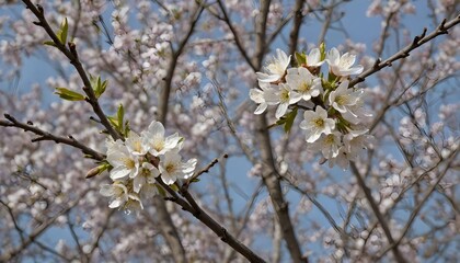 Fototapeta premium spring flower cherry blossom