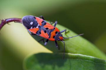 Ritterwanze - Lygaeus equestris