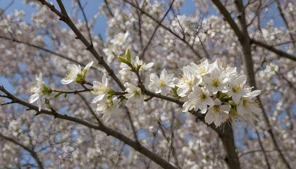 Obraz premium spring flower cherry blossom