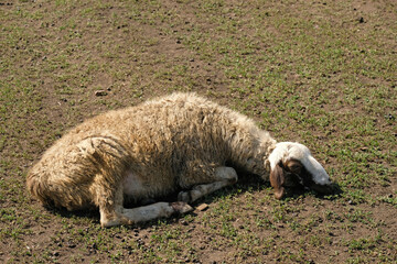 Sheep lies alone on the grass