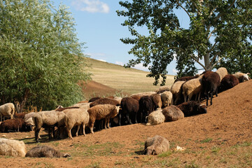 Sheep rest near the trees. Herd in summer