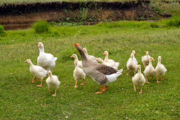 Goose protects his family. A family of geese on a walk