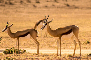 Springbok, Antidorcas marsupialis, in the dry riverbed of the Auob river in the Kalahari Desert in South Africa