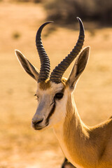 Head photo of a Springbok Ram, Antidorcus Marsupialis, in the Kgalagadi National Park of South Africa
