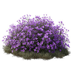 Fototapeta premium lilac tree isolated on white background. 