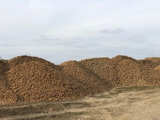 Harvest of potatoes in Picardy. Mareuil-la-Motte Hauts-de-France France. - 775058187
