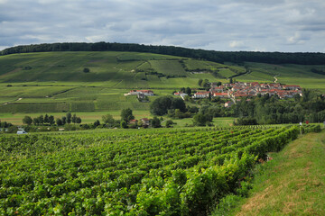 Fototapeta na wymiar Vines in Champagne. Grapevine environment