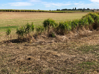 Drought in Hauts-de-France. Cereals in lack of water cannot develop normally. - 775058772