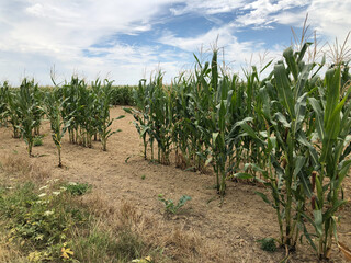 Drought in Hauts-de-France. Cereals in lack of water cannot develop normally. - 775058903