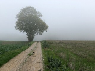 Rural road in the fog. - 775058904