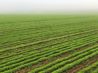 Hauts-de-France field in the mist. - 775058918