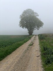 Rural road lined with a tree in the fog. - 775058972