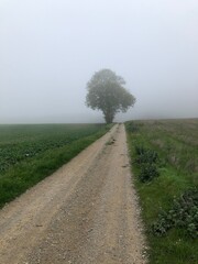 Rural road in the fog. - 775059152