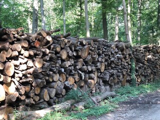 Wood logs in a path Saint-Vaast-lès-Mello Hauts-de-France France. - 775059304