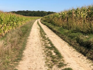 Agricultural path crossing corn fields in Picardy Cramoisy Hauts-de-France France. - 775059381