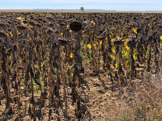 Drought in Hauts-de-France. Sunflowers in lack of water cannot develop normally. - 775059921
