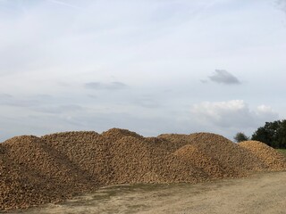 Harvest of potatoes in Picardy. Mareuil-la-Motte Hauts-de-France France. - 775060152