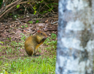 Cutia do cerrado em parque da cidade de Cuiabá