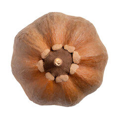 Raw brown baobab fruit, topview and isolated