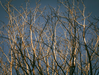 Árvore abstrata seca no final do dia