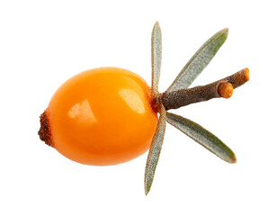 One fresh sallow thorn or buckthorn, closeup and isolated