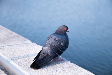 호수 비둘기 (Pigeon)