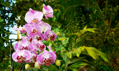 Moth Orchid flowers in the garden on blurred green background. Scientific name Phalaenopsis amabilis Family name Orchidaceae.Selective focus.