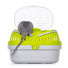 Tame cute young blue rat sitting on edge of open trave crate, no face just butt and tail out. Isolated on a white background.