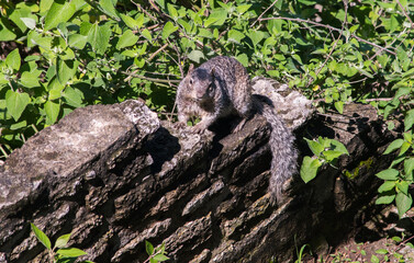 A cute squirrel sits on a rock wall, surrounded by green foliage.
