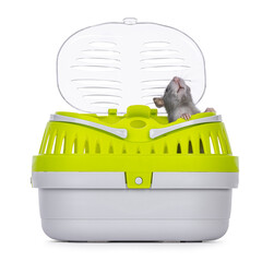 Tame cute young blue rat sitting in open travel container, looking curious up. Isolated on a white background.