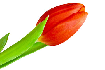 1 Rote Tulpe Hintergrund transparent PNG cut out   Red Tulip - 775066957