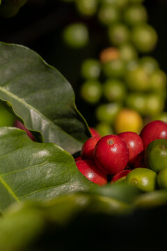 Plantação de café brasileiro, região do Sul de Minas Gerais, Café Vermelho Cereja