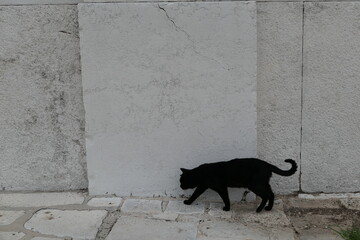 검은 고양이 - obrazy, fototapety, plakaty