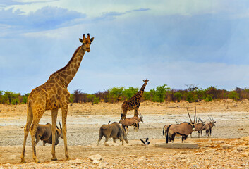 African safari scene with vast open plains and giraffe, oryx and Eland standing on the dry savannah