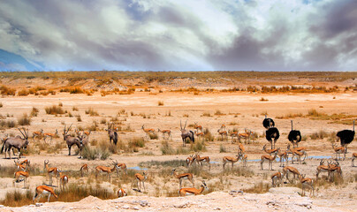Fototapeta na wymiar Large desert space with Oryx, Springbok and lots of ostriches. There is a dark ominous sky, against orange sand BACKGROUND