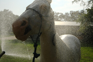 Young white horse head closeup with water splash over face during summer bath on farm. - 775070529