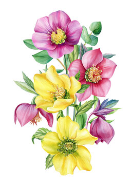 Summer floral. Wildflowers Hellebore on isolated white background. Watercolor hand drawn botanical illustration, flora