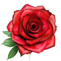 3D rendered red rose isolated on transparent background 