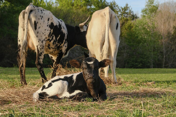 Spring season on farm with black and white calf close up and cows in background for agriculture. - 775071708