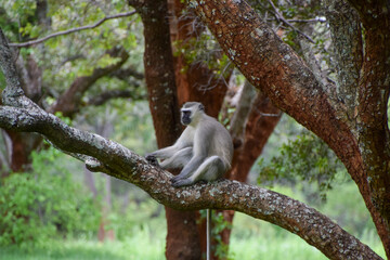 A vervet monkey on a tree in a nature reserve in Zimbabwe - obrazy, fototapety, plakaty