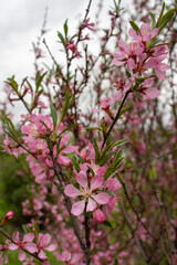 Closeup of pink flowers on a tree branch in natural landscape
