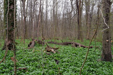 Wald mit viel Bärlauch (Allium ursinum) im Frühling, green, Baum, Bäume, Leipzig, Sachsen, Europa