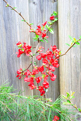 Red flowering quince (Chaenomeles) in a backyard garden