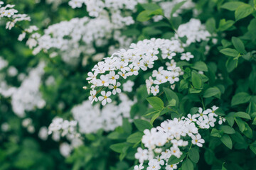 한국의 하얀 조팝나무꽃
