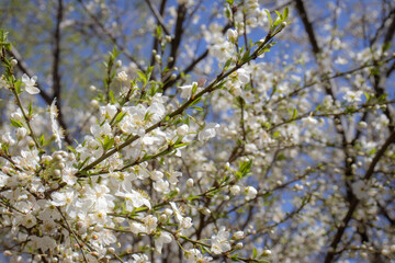 Obraz premium Close up of a Malus tree branch with white flowers and green leaves