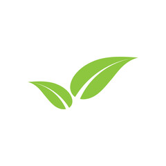 green leaf isolated on white background