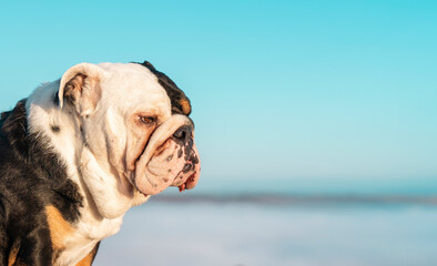 Portrait of Black tri-color English British Bulldog Dog in harness out for a walk sitting on top of mountains against blue sky with copy space